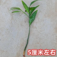卿飞凡 水培竹柏绿植富贵竹盆栽驱蚊竹水培植物室内客厅好养耐寒四季常青