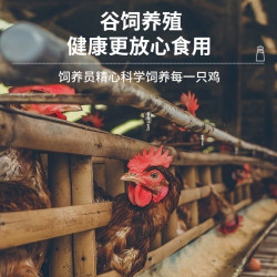 鲜京采 鸡大胸 净重6斤（10-12个）