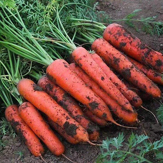 88VIP：鲁香德 胡萝卜1600g新鲜胡萝卜沙土地蔬菜水果红萝卜现挖现发农家蔬菜