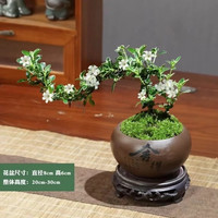 双盟文竹盆栽矮化老桩盆景办公室内绿植物富贵竹好养文竹源头直发 悬崖六月雪+舍得盆+苔藓+底座