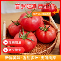 京鲜生 可生吃 西红柿  1000-2499g