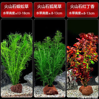 疯狂水草 鱼缸水草活体植物鱼缸造景直接入缸懒人养鱼蜈蚣草火山石真水草 火山石水草组合一