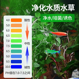 疯狂水草 crazy aquatic plants s  鱼缸水草活体植物鱼缸造景直接入缸懒人养鱼蜈蚣草火山石真水草 火山石水草组合一