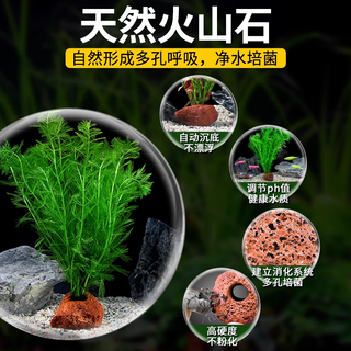 疯狂水草 crazy aquatic plants s  鱼缸水草活体植物鱼缸造景直接入缸懒人养鱼蜈蚣草火山石真水草 火山石水草组合一