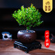 开时果 KaiShiguo Plants 小叶赤楠盆景摆件 （舍得紫砂盆+黑石+底座）