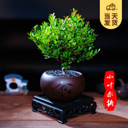 开时果 KaiShiguo Plants 小叶赤楠盆景摆件 室内绿植花卉盆栽老桩客厅办公室桌面好养植物 赤楠（舍得紫砂盆+黑石+底座）