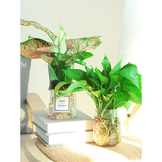 春羽盆栽室内花卉水养水生绿植好养办公室观叶植物 春羽3株 不含盆