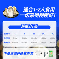 贝司令福海乳山鲜活生蚝净重3斤装适合1-2人新鲜大牡蛎海蛎子烧烤