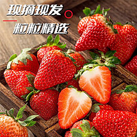 风之郁 云南 红颜草莓  5斤装单果15g+