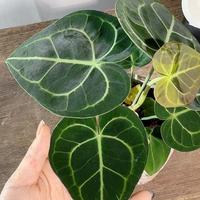 克莱恩水晶花烛盆栽热带植物室内盆栽 四季观叶绿植鲜活