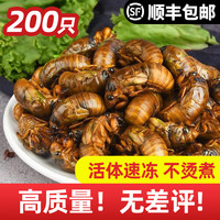 haodelai 好得睐 妮姬知了猴新鲜金蝉速冻白蝉蛹爬叉猴特产蚕蛹生鲜 大号金蝉50只