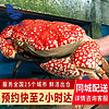 【活鲜】乐食港 澳洲进口鲜活 皇帝蟹 拟滨蟹大螃蟹