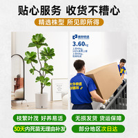 琴叶榕客厅绿植室内大型植物盆栽造型落地大号禄植老桩好养黄金榕