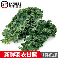 旷古农业 新鲜羽衣甘蓝 绿甘蓝kale 榨汁轻食西餐沙拉蔬菜 500g