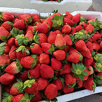 智洲 红颜99草莓 2.5斤装 单果15-20g 大果