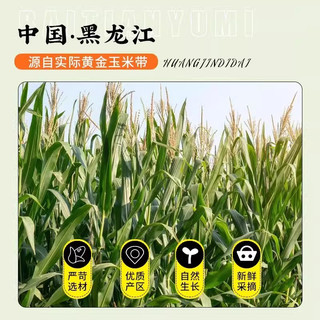 美农哥东北白甜糯玉米8支新鲜采摘糯玉米真空粘糯玉米苞米