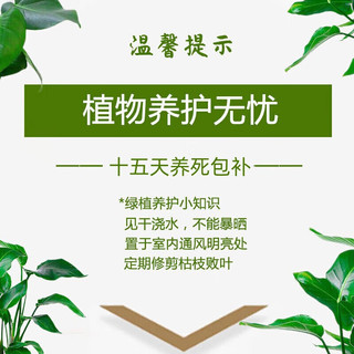 泰西丝多肉植物盆栽组合植物花卉室内植物 多肉12颗（不含盆）
