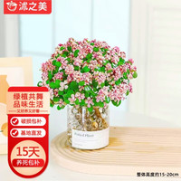 沭之美金枝玉叶多肉植物绿植花卉办公盆栽盆景 丛生金枝玉叶【不含盆】