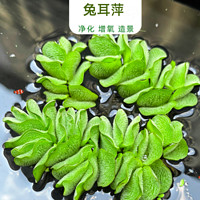 鱼缸水草植物 狐尾草 阴性躲避