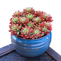 虹之玉锦多肉植物盆栽办公室内绿植花卉萌肉肉植物净化空气