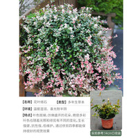 海蒂的花园花叶络石四季常绿好养观叶垂吊植物阳台室内绿植盆栽源头直发 花叶络石14cm 含盆