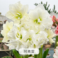 海蒂的花园朱顶红重瓣种球阿弗雷室内阳台球根花卉植物源头直发 南非朱顶红阿弗雷球22-24cm 12+