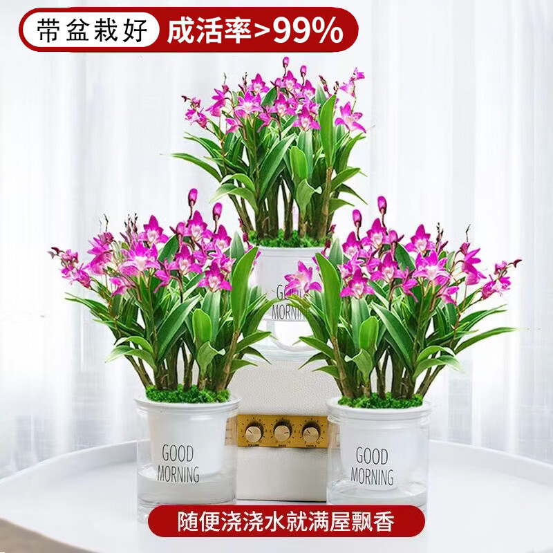 春杰兰艺香水石斛兰浓香型室内花卉冬季带花苞客厅水培花卉源头直发 香水石斛兰 5苗年底开花送水培盆