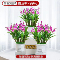 春杰兰艺香水石斛兰浓香型室内花卉冬季带花苞客厅水培花卉源头直发 香水石斛兰 5苗年底开花送水培盆
