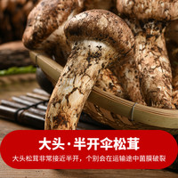 云南新鲜大头松茸半开伞9cm+/500g香格里拉特产出口级非干货