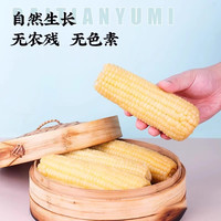美农哥东北白甜糯玉米10支新鲜粘玉米甜黏苞米早餐粗粮代餐真空装