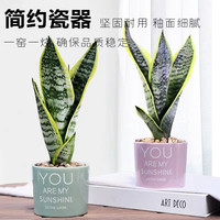 枫琪盼 金边虎皮兰盆栽多肉植物水培好养绿植室内花卉客厅大型虎尾兰早安