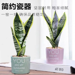 枫琪盼 金边虎皮兰盆栽多肉植物水培好养绿植室内花卉客厅大型虎尾兰早安