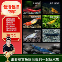 云峰海瑞黑壳虾清洁虾观赏虾 鱼缸水族箱水草缸清洁除藻淡水 【漂亮清洁虾】全家福套餐1