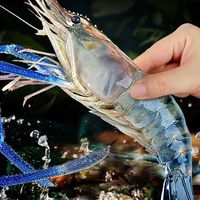 蟹锦记罗氏沼虾鲜活速冻国产野生大河虾大头虾淡水虾生鲜餐厅烧烤超大只 精品罗氏虾 1斤装-12-15只