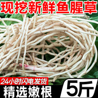 新鲜鱼腥草折耳根农家自种现挖猪鼻孔节儿根土特产蔬菜拌香菜即食