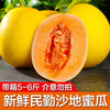 馋半仙甘肃民勤蜜瓜新鲜香瓜甜瓜水果黄河蜜瓜沙漠黄金蜜脆甜金红宝头茬 净重5-6斤（2颗装）