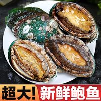 北海湾特大新鲜鲍鱼海捕鲜活速冻冷冻加热即食干小鲍鱼固形物90%