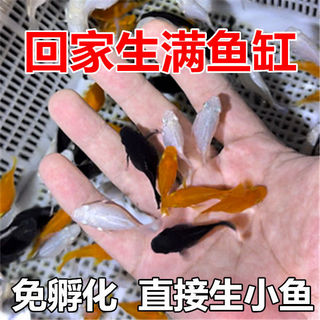 玛丽球观赏鱼