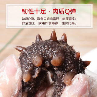鲜驰 xianchi 大连即食海参冷冻即食海参7年开袋即食海鲜单个装500g16-19只