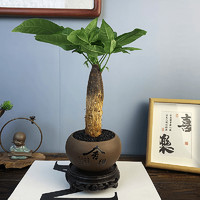 发财树小盆栽花卉绿植物办公室内吸甲醛绿萝文竹水培发财树好养