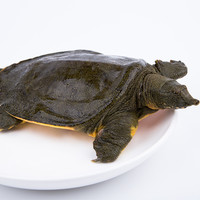 渔传播【活鲜】特快FISHERY PROPAGATION江苏鲜活生态甲鱼3斤1只公鳖团鱼