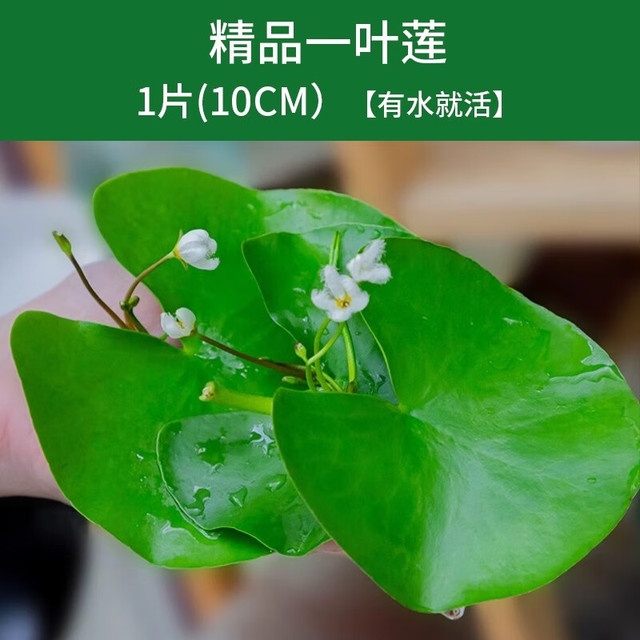 移动端、京东百亿补贴：临雅 一叶莲 1片 直径10cm
