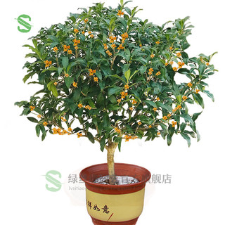 绿丝绦桂花树盆栽四季开花盆景室内庭院阳台开花树苗耐寒绿植花卉树苗 四季桂 2年苗