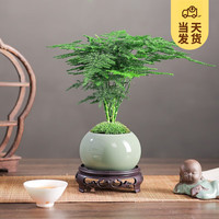 开时果 文竹盆栽桌面摆件盆景 办公室植物竹子水培绿植盆景源头直发 文竹（哥窑浅绿盆+苔藓+底座）