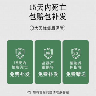 开时果 文竹盆栽桌面摆件盆景 办公室植物竹子水培绿植盆景源头直发 文竹（哥窑浅绿盆+苔藓+底座）