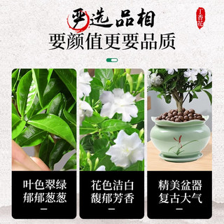 爱你一万年茉莉花苗盆栽带花苞九里香老桩驱蚊水培花卉绿植物室内栀子花好养 【原土带叶】茉莉花6年苗6棵
