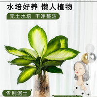 水培玛丽安盆栽银皇后万年青盆无土纯水培植物办公室绿植桌面好养