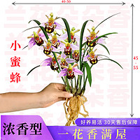 花梦花 皇冠能（HUANGGUANNENG）花期带花苞四季兰浓香型猴面名贵花卉兰花大全四季开花室内 小蜜蜂