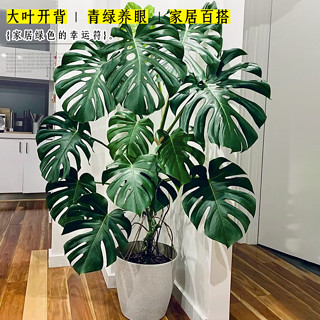 龟背竹客厅大盆栽室内客厅大叶老桩植物电视柜旁边大型绿植落地