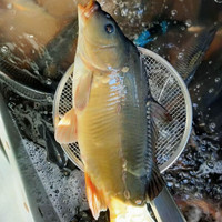 够印东北松花江特产斑鲤鱼光鲤鱼无鳞鱼鲜活速冻三道鳞鱼淡水鱼 4斤装(1-2条）